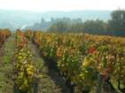 Preview of: 
coteaux-lyonnais-beaujolais10.jpg 
933 x 700 JPEG-compressed image 
(146,645 bytes)