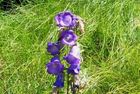 Preview of: 
cremieu24.jpg 
1,746 x 1,056 JPEG-compressed image 
(488,835 bytes)