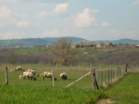 Preview of: 
mornant-chatelard17.jpg 
865 x 650 JPEG-compressed image 
(487,161 bytes)