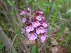 Preview of: 
rochecardon-mt-cindre3.jpg 
866 x 650 JPEG-compressed image 
(550,404 bytes)